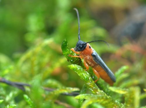 Réf. 211 935 : Oberea oculata